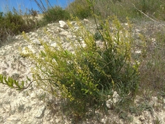 Reseda lanceolata constricta