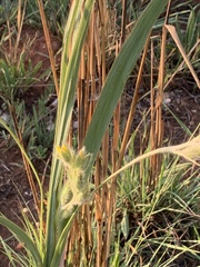 Hypoxis rigidula rigidula