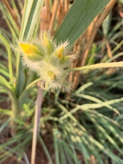 Hypoxis rigidula rigidula