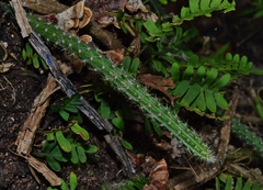 Selenicereus spinulosus