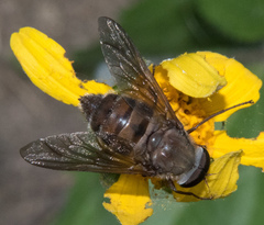 Esenbeckia