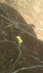 Launaea rarifolia rarifolia