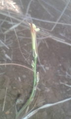 Launaea rarifolia rarifolia