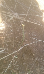 Launaea rarifolia rarifolia