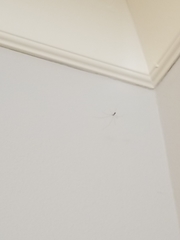 Araneae