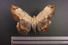 Feigeria claricostata