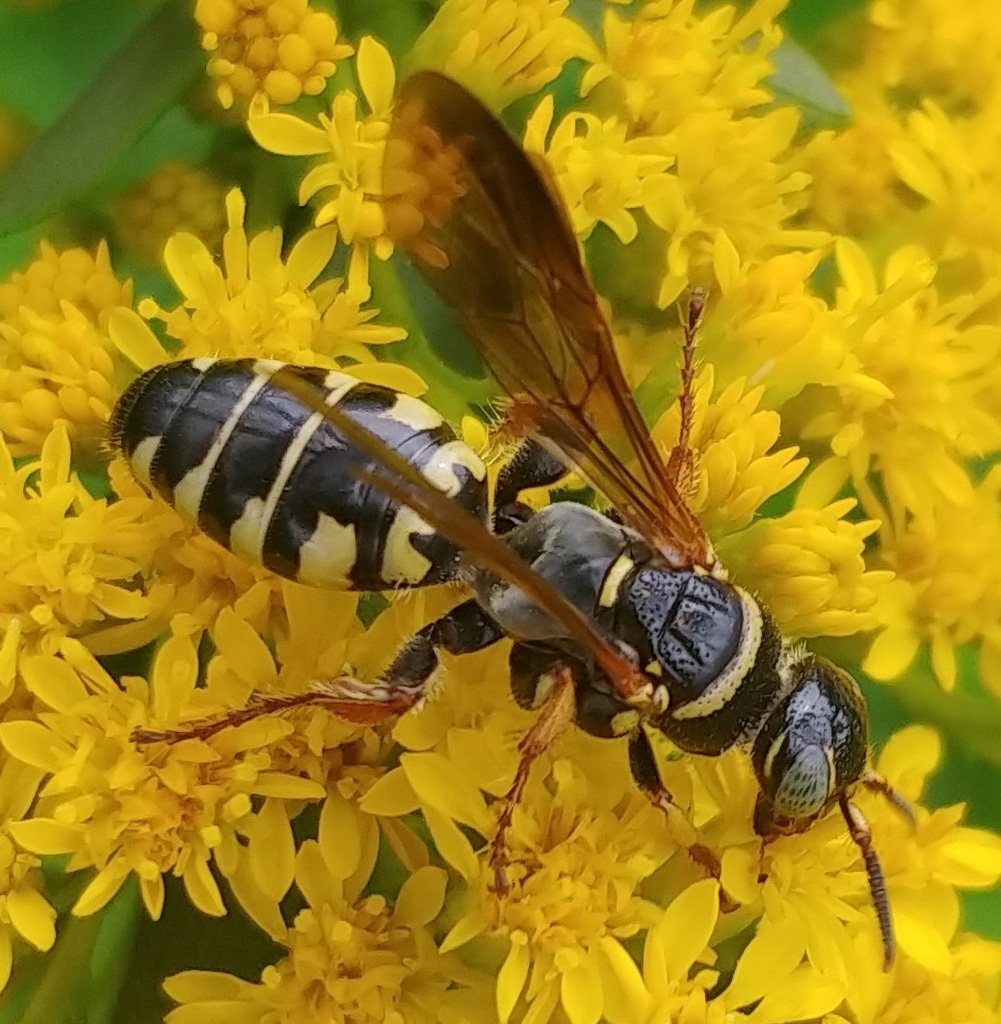 Myzininae