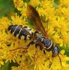 Myzinum carolinianum