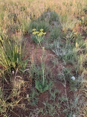 Afrosciadium magalismontanum