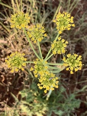 Afrosciadium magalismontanum