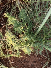 Afrosciadium magalismontanum