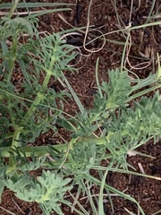 Afrosciadium magalismontanum