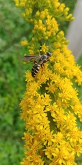 Myzinum carolinianum
