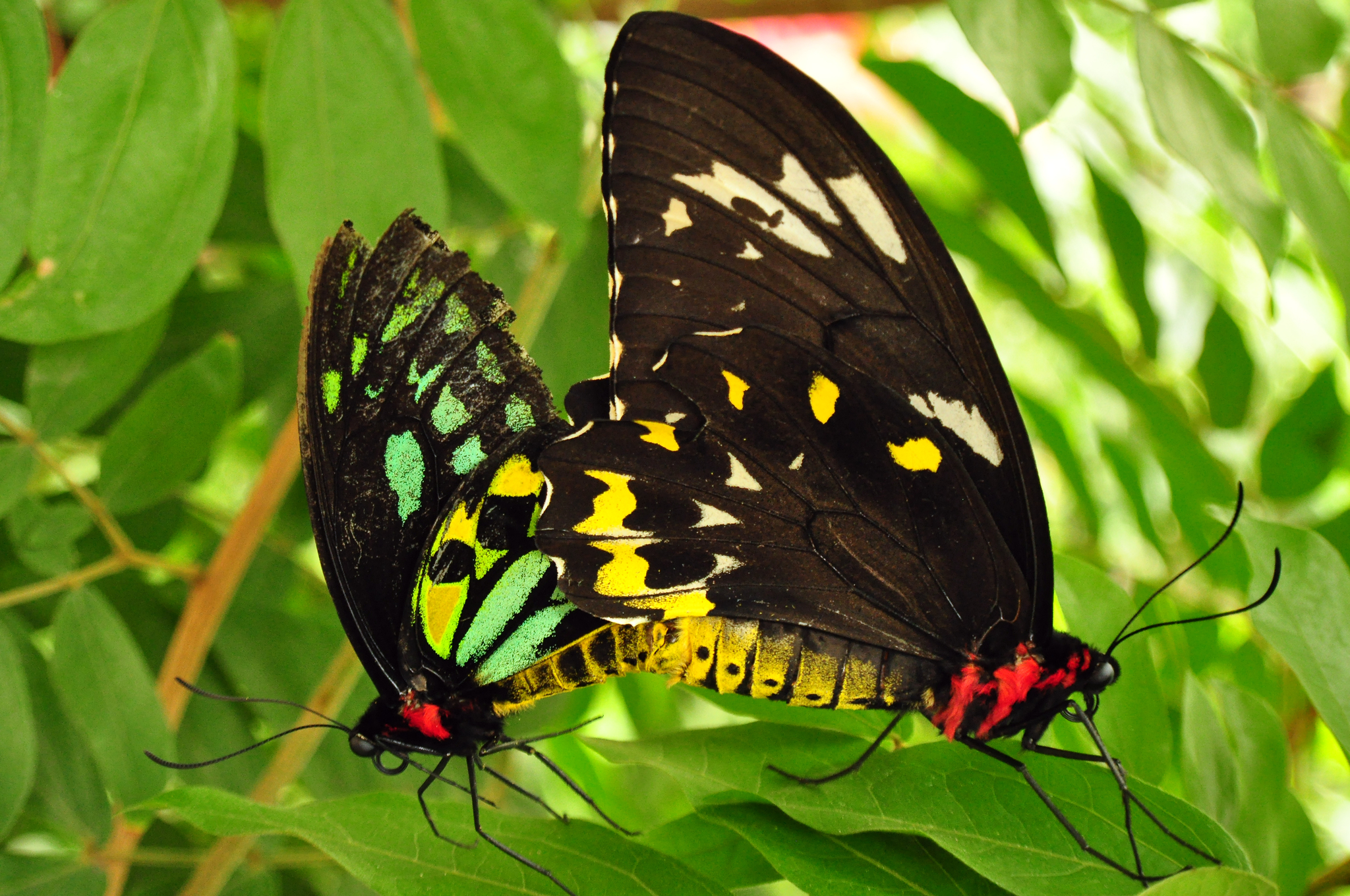 Common Green Birdwing (Ornithoptera priamus) · iNaturalist
