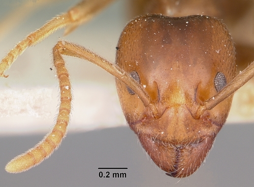 Shining Coconut Ant photo 6