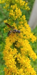 Myzinum carolinianum
