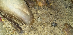 Gelastocoroidea