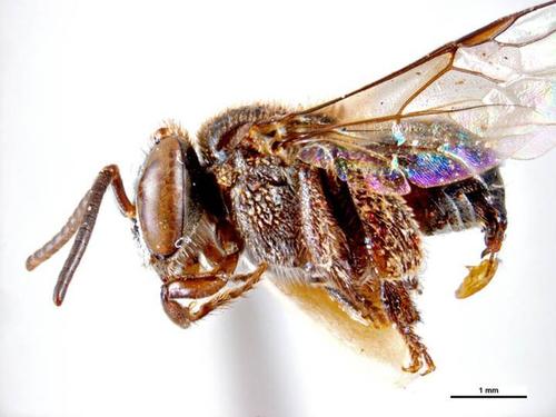 Charcoal Stingless Bee