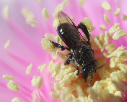 Charcoal Stingless Bee