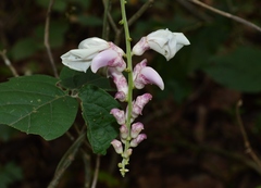 Canavalia septentrionalis