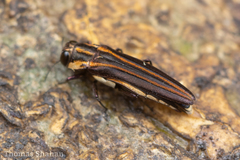 Agrilus cupriventris