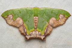 Antharmostes papilio