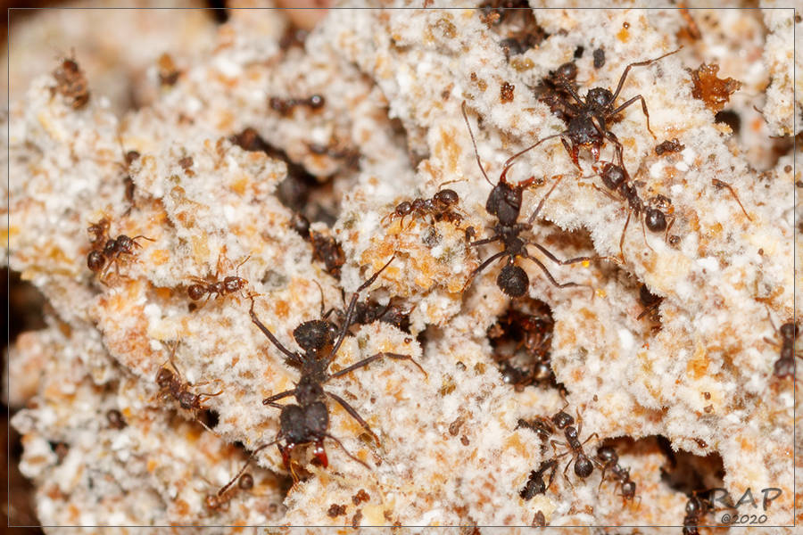 Acromyrmex lundii