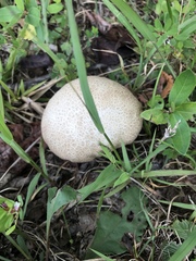 Mycenastrum corium