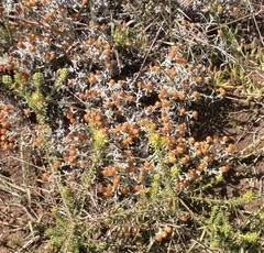 Helichrysum cochleariforme