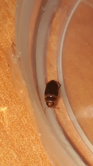 Copelatus caelatipennis