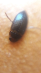Copelatus caelatipennis