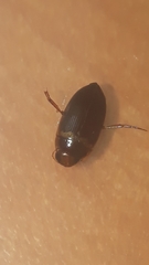 Copelatus caelatipennis