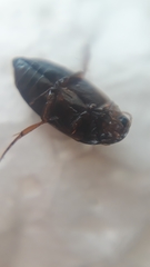 Copelatus caelatipennis