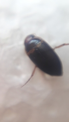 Copelatus caelatipennis