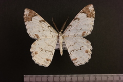 Epimecis diffundaria