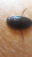 Copelatus caelatipennis