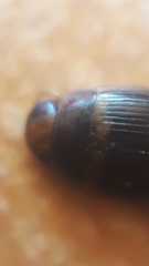 Copelatus caelatipennis