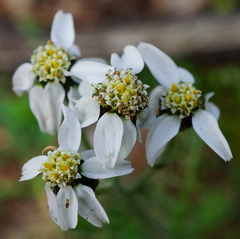 Achillea atrata