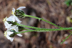 Achillea atrata