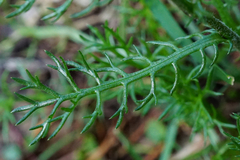 Achillea atrata