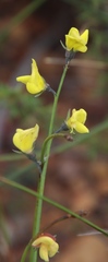 Lebeckia pauciflora