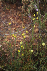 Lebeckia pauciflora