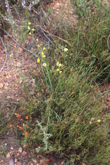 Lebeckia pauciflora