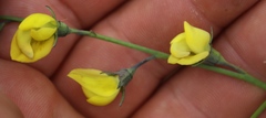 Lebeckia pauciflora