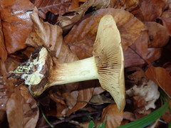 Cortinarius flavovirens