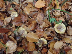 Cortinarius flavovirens