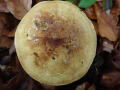 Cortinarius flavovirens