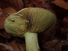 Cortinarius flavovirens