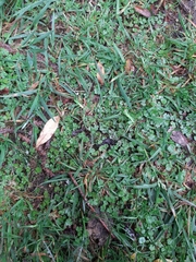 Hydrocotyle microphylla