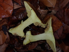 Cortinarius flavovirens